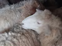 公羊, Sheep — 照片 2