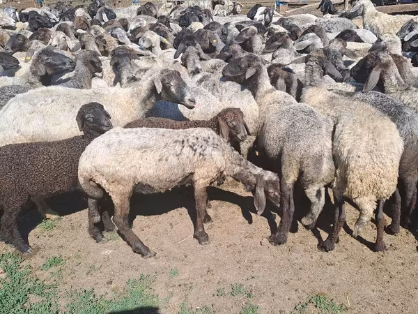 母羊, Sheep