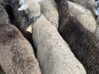 母羊, Sheep — 照片 4
