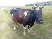 母牛, Cattle — 照片 1