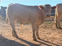 公牛, Charolais cattle — 照片 5