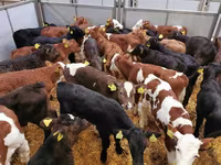 Bull, Cattle — photo 3