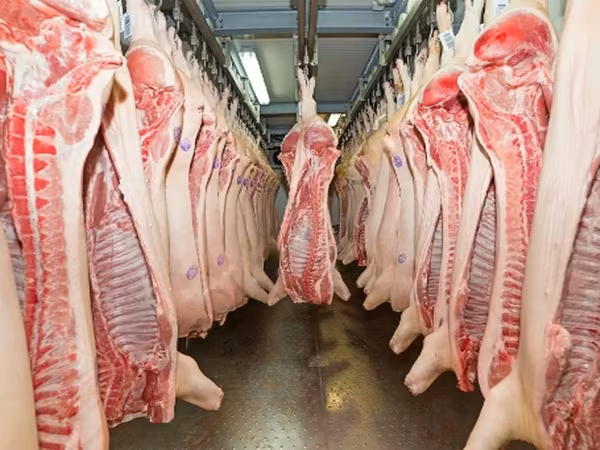 母猪, Pigs — 俄罗斯
