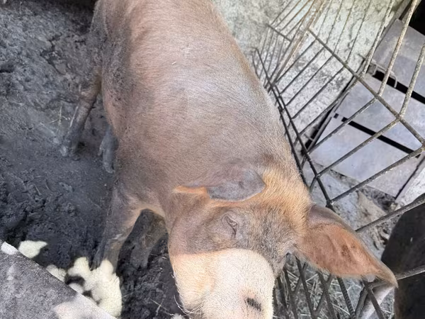 母猪, Дюрок