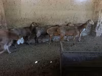 Sheep, Sheep — photo 1