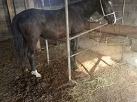 Stute, Friesian sport horse — Foto 4