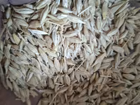 Продаю ячмень,пшеницу в мешках — photo 1