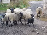 भेड़, Romanov sheep — फ़ोटो 7
