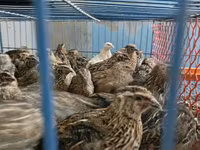 King Quail — photo 3