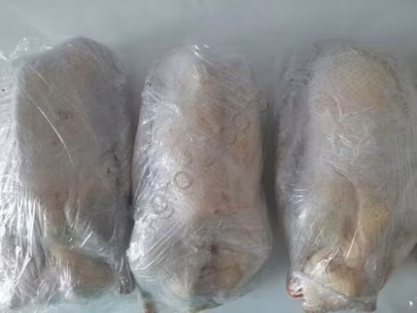 Geese — 俄罗斯
