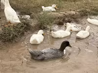 Ducks — الصورة 3