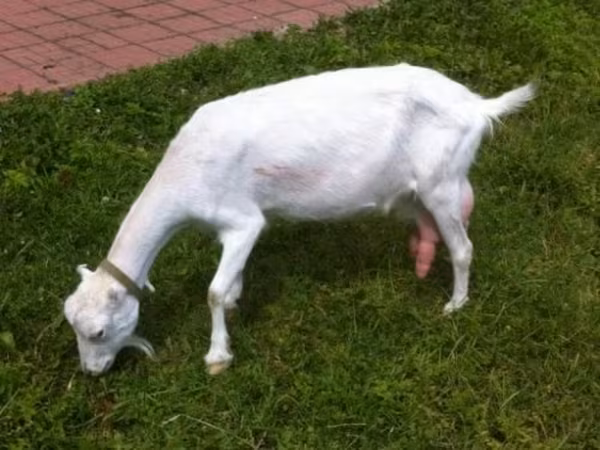 母山羊, Saanen goat — 俄罗斯