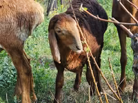 Schaf, Rhon sheep — Foto 3