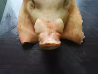 Голова — फ़ोटो 3