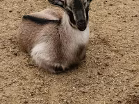 公山羊, Goats — 照片 2