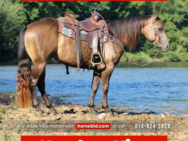 公马, Quarter Horse