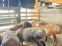 Carnero, Rhon sheep — foto 7