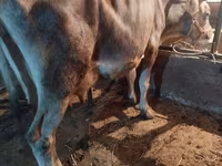 Vaca, Swiss cattle — foto 3
