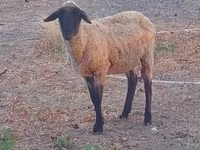 Ram, Sheep — photo 2