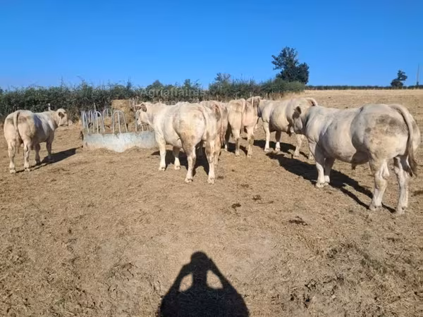公牛, Cast cow