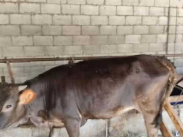 Не указана