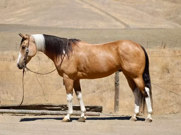 घोड़ी, Quarter Horse