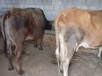 母牛, Cattle — 照片 2