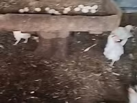 Chickens — photo 3
