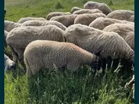 公羊, Sheep — 照片 2