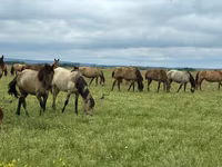 Yegua, Horse breed — foto 2