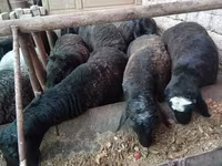 Ram, Rhon sheep — photo 4