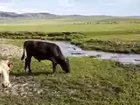 Bull, Cattle — photo 7