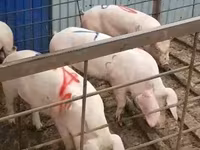 公猪, Pigs — 照片 7
