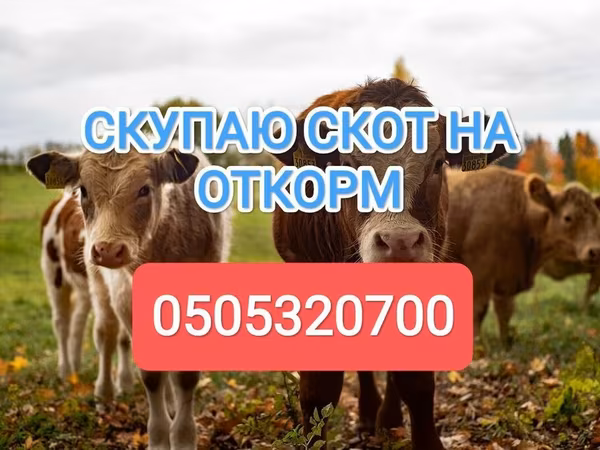 Cattle