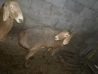 Schaf, Arashan sheep — Foto 5