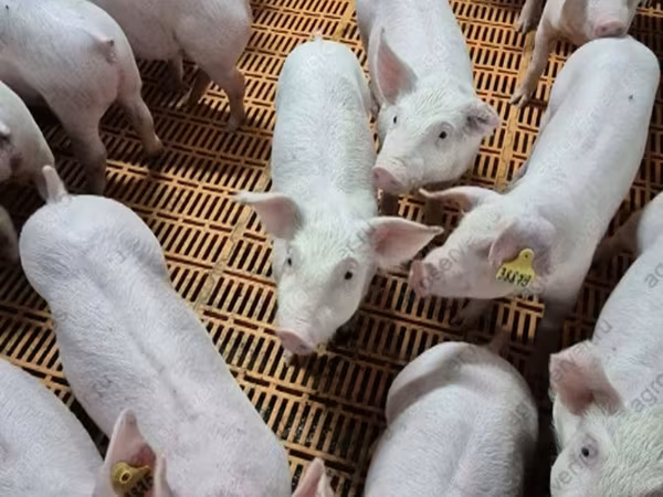 母猪, Pigs