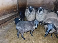 भेड़, Romanov sheep — फ़ोटो 4