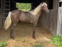 母马, Rocky Mountain Horse — 照片 7