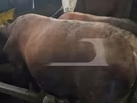 Cow, Cattle — photo 3