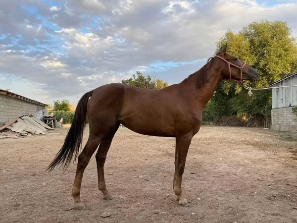 母马, Canadian horse breed — 吉尔吉斯斯坦
