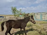 母马, Kazakh horse — 照片 1