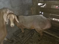 Schaf, Arashan sheep — Foto 2