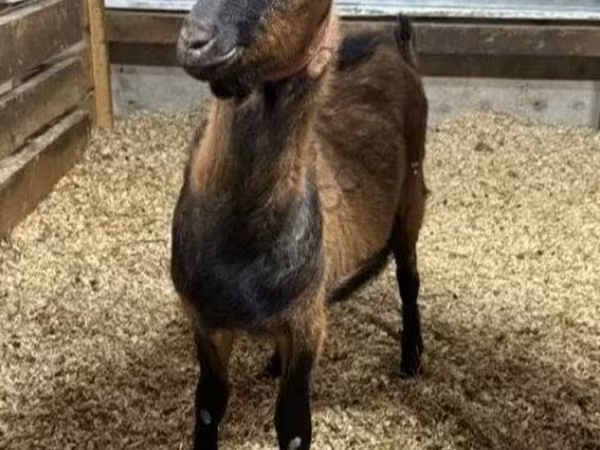 公山羊, Alpine goat