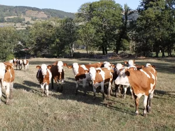 Cow, Montbéliarde
