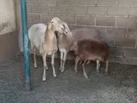 母羊, Arashan sheep — 照片 2