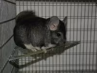 Vindem coliere din aluminiu pentru chinchila (șinșila,chinchila,шиншила) — फ़ोटो 5