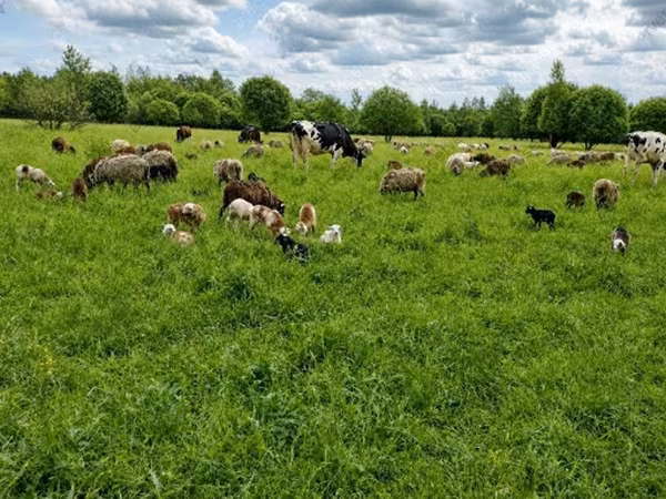 Cow, Cattle
