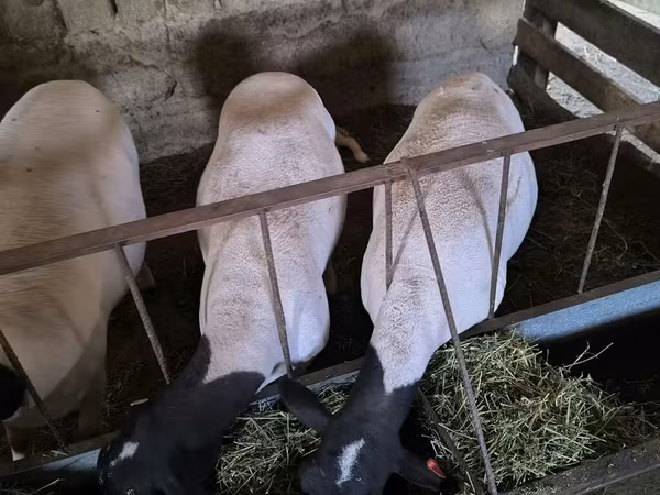 Oveja, Dorper sheep — Kirguistán