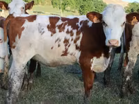 Cow, Montbéliarde — photo 5