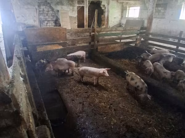母猪, Pigs